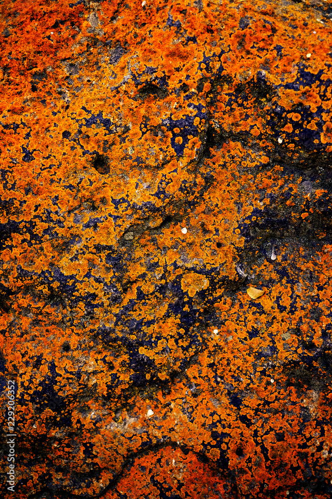 Rough Rock Texture with Rust Lichens Growth Old Rough Rock Texture with Rust Lichens Growth Old