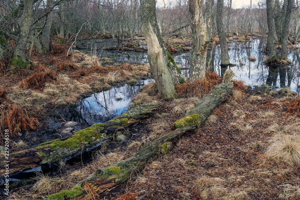 swamp swamp