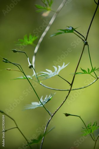 Cardinal Climber vine green leaves abstract
