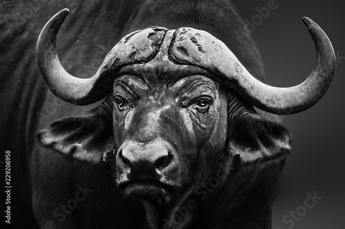 Buffalo bull close up portrait. Black and white. Syncerus caffer fine art