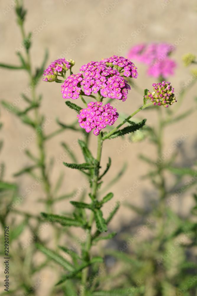 Fototapeta premium Summer Pastels yarrow