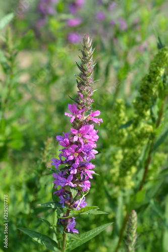 Purple lythrum