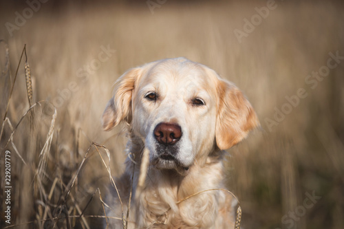 Close-up portrait of beige dog breed golden retriever sitting in the withered rye field in autumn