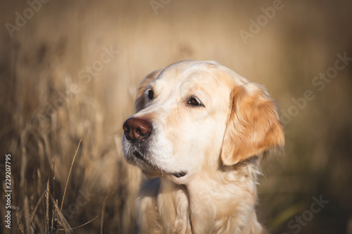Profile portrait of beige dog breed golden retriever sitting in the withered rye field in autumn