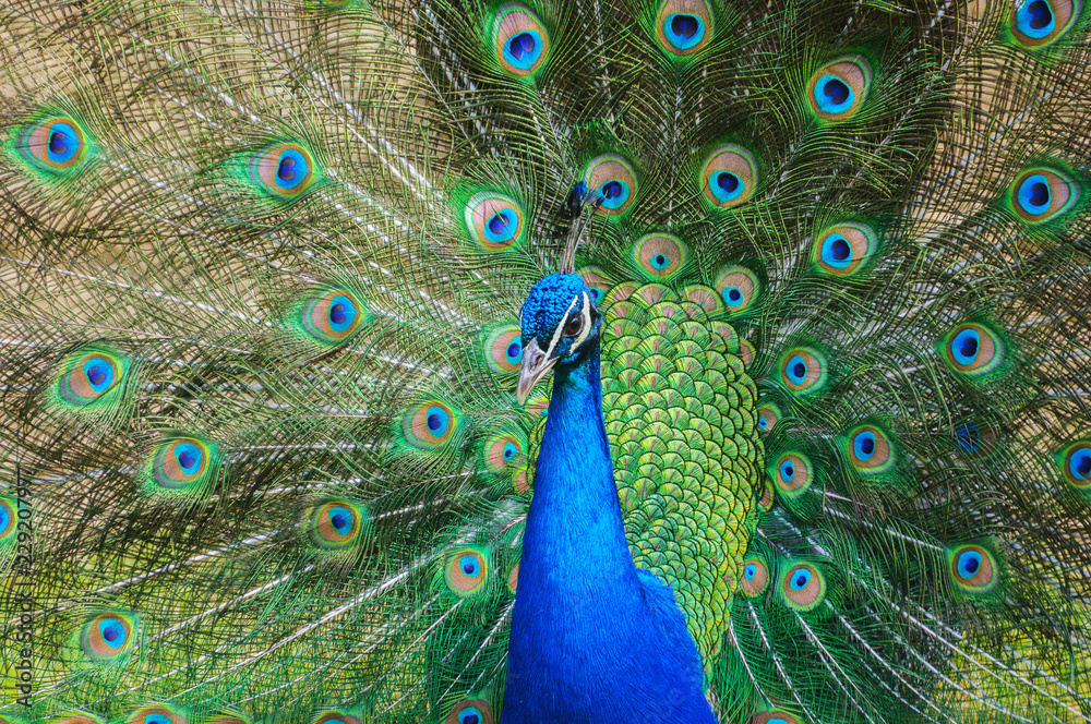 Obraz premium Colorful peacock with tail fully opened