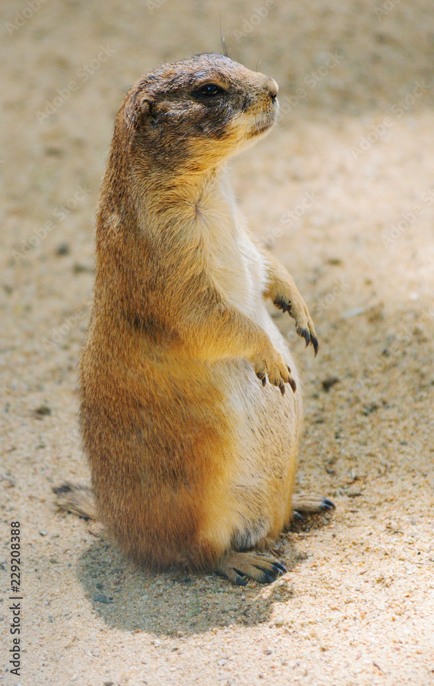 Prairie dog sitting on the sand Prairie dog sitting on the sand