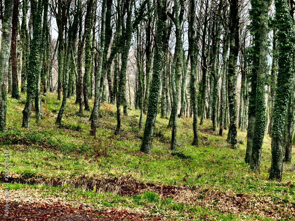 Fototapeta premium bosco