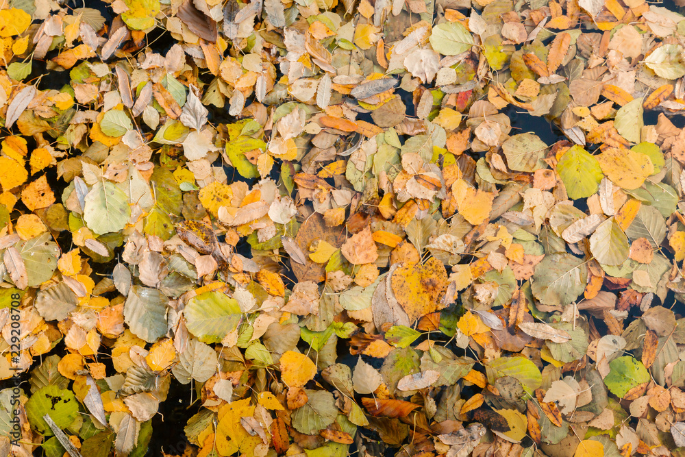 autumn leaves background autumn leaves background