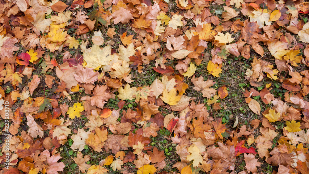 Abstract background of Red and Orange Autumn Leaves in South Park, Sofia, Bulgaria
Abstract background of Red and Orange Autumn Leaves in South Park, Sofia, Bulgaria