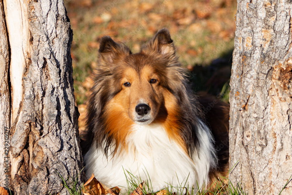 Sheltie in the Park, trees