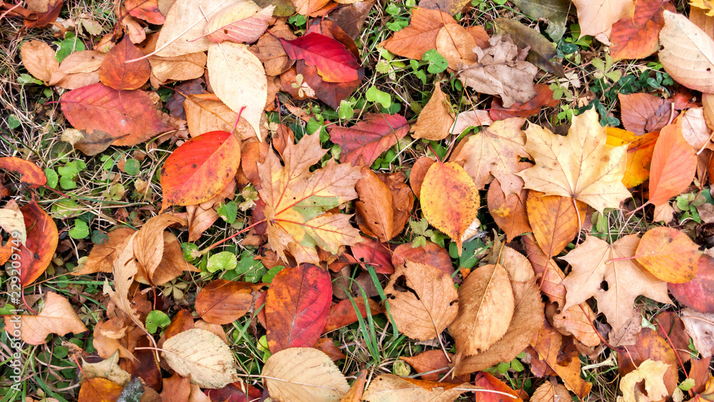Abstract background of Red and Orange Autumn Leaves in South Park, Sofia, Bulgaria
Abstract background of Red and Orange Autumn Leaves in South Park, Sofia, Bulgaria