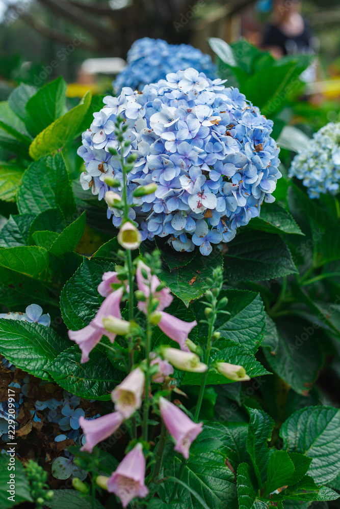 Hydrangea Hydrangea
