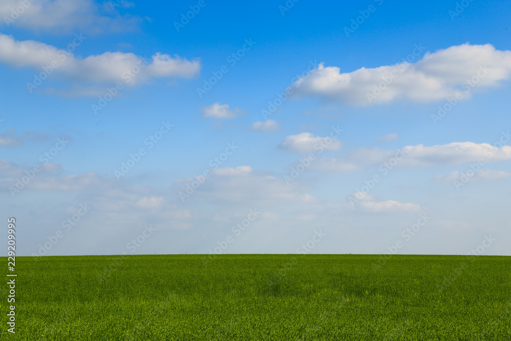 Green cereal field with blue sky, a few white clouds. Focused on the sky Green cereal field with blue sky, a few white clouds. Focused on the sky
