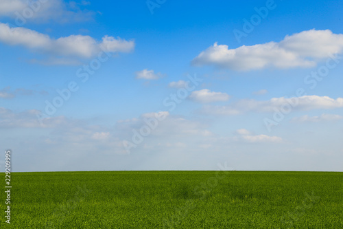 Green cereal field with blue sky  a few white clouds. Focused on the sky