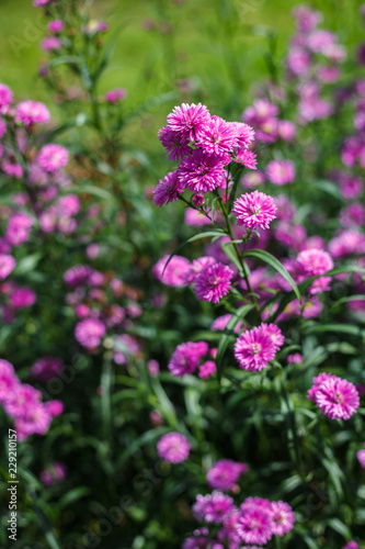 pink flowers in the garden