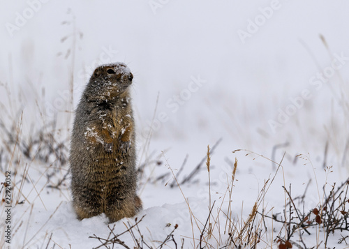 Arctic Ground Squirrel (Urocitellus parryii) photo