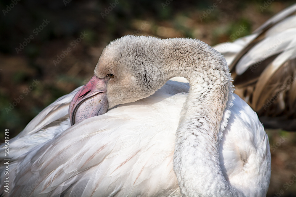 Fototapeta premium flamingo