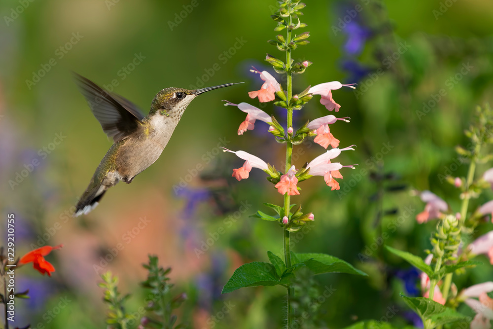 Fototapeta premium Garden Color