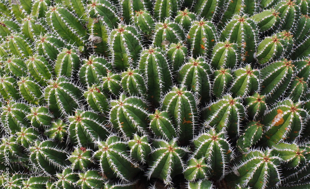cactus that could be used as a background cactus that could be used as a background