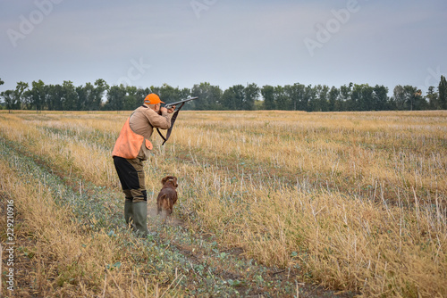 Red irish setter dog in field. Point a bird throw hunting.
