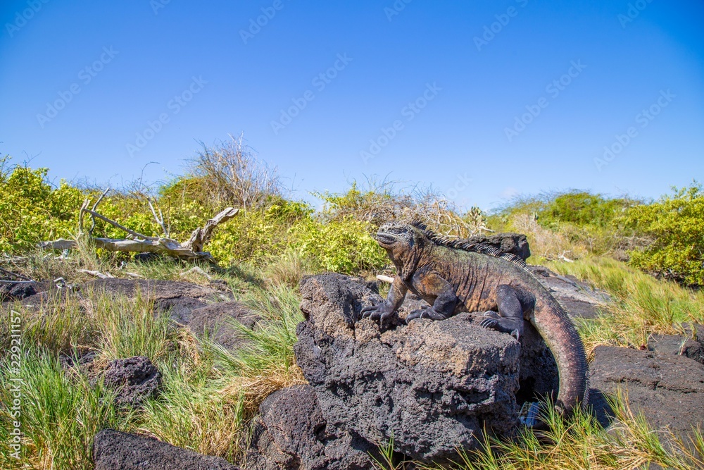Fototapeta premium Iguanes Marins îles archipel Galapagos Equateur