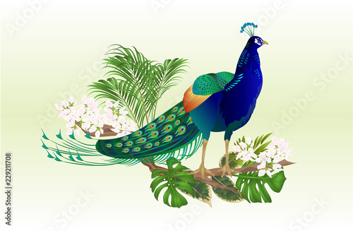 Exotic bird beauty Peacock  natural and tropical flowers watercolor vintage vector illustration editable hand drawn