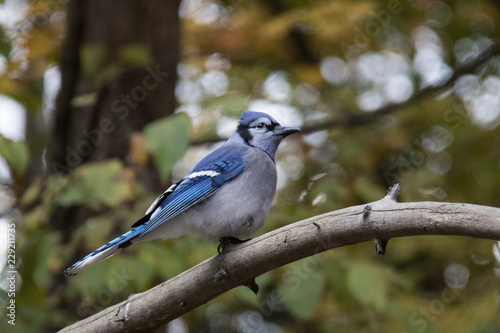 blue jay bird © Alice