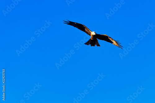 Flying black kite  Milvus migrans  