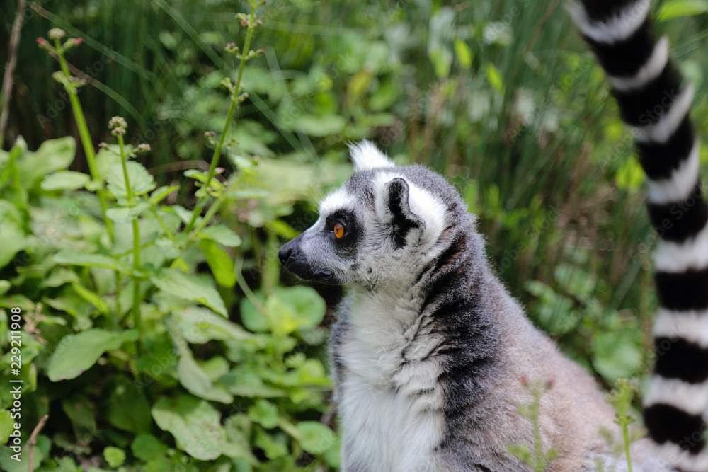 Fototapeta premium One lemur