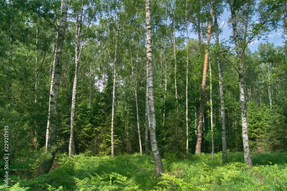 Fototapeta premium dense mixed forest on a sunny day, spruce and pine birches with thick forest undergrowth
