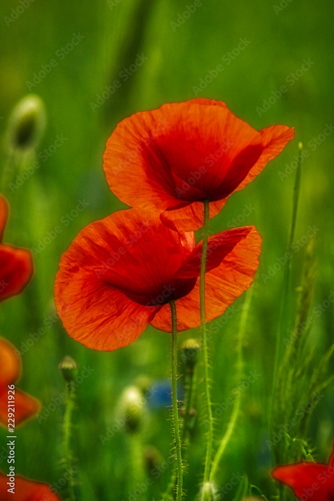 flowers of red poppies against blurred cereal ears, spring field flowers of red poppies against blurred cereal ears, spring field