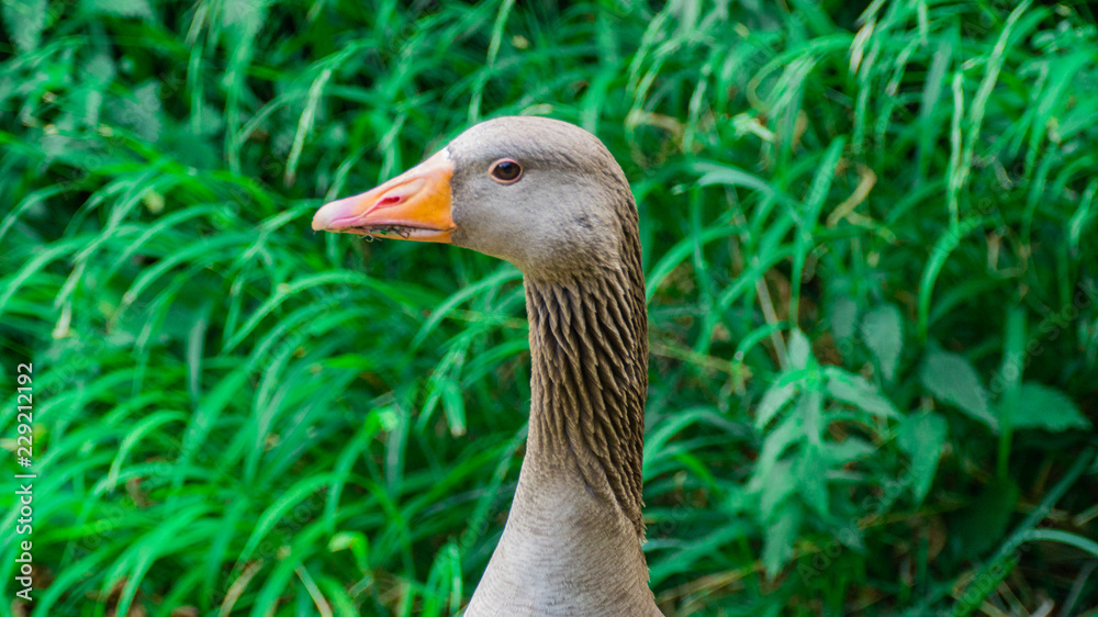 Close up Portrait of Greylag (Graylay) Anser Anser Goose, showing brown feathers and yellow, orange bill and beak Close up Portrait of Greylag (Graylay) Anser Anser Goose, showing brown feathers and yellow, orange bill and beak