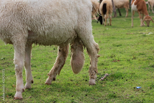 White sheep is disease at Scrotum abnormal.Sick animals. photo