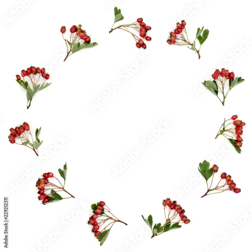 Hawthorn berry wreath on white background. Used in herbal medicine to lower blood pressure, improve circulation and help with cardiovascular problems. Very high in antioxidants and vitamin c.