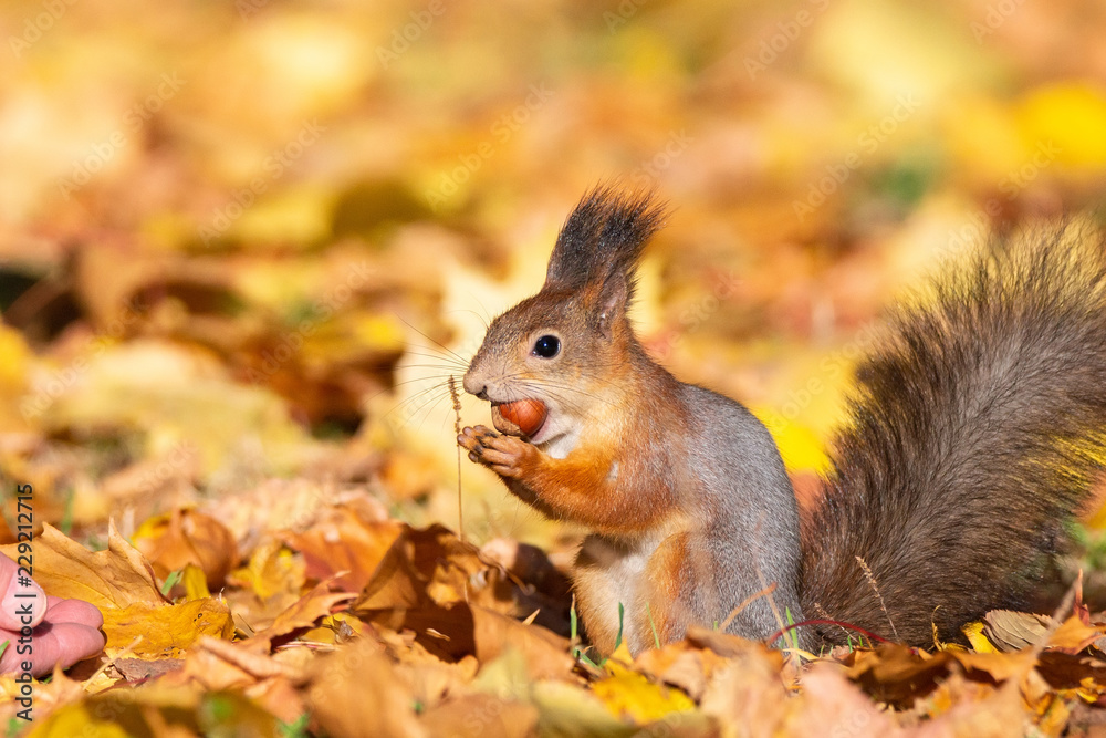 Squirrel in the autumn park Squirrel in the autumn park