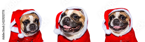 Set of portraits of a young French Bulldog in a Christmas costume isolated on white background © vika33