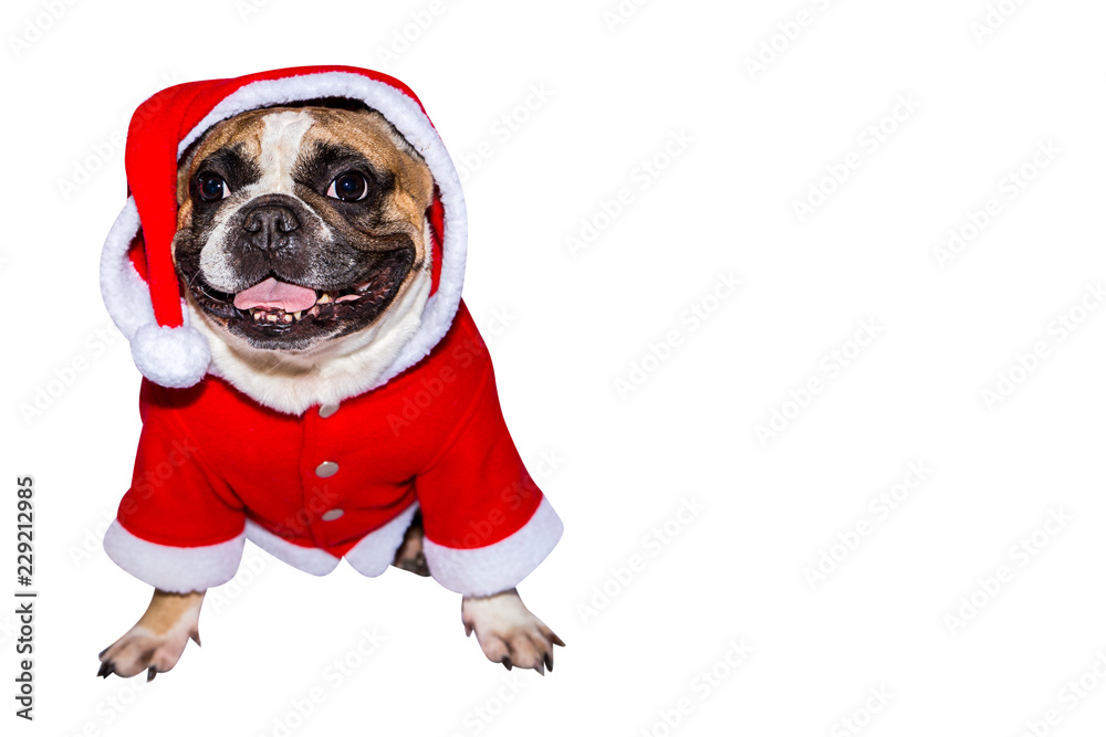 Φωτογραφία Portrait of a young French Bulldog in a Christmas costume isolated on white back