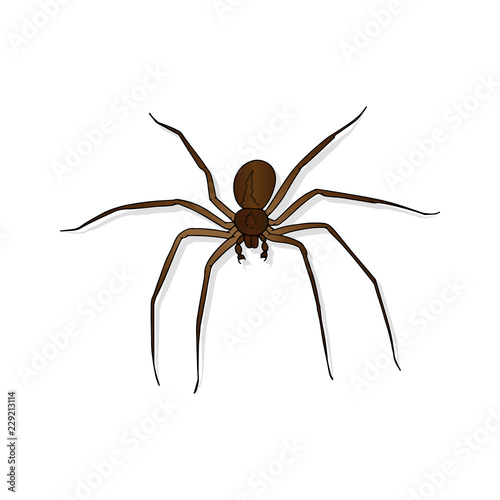 Spider isolated on white background. Hand drawn vector illustration of scary animal.  Insect Icon, logo, symbol. Good for print, illustration of books, Halloween design, posters, icon.  © Olga