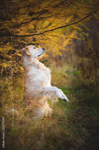 Portrait of adorable Golden retriever dog standing on hind legs outdoors in autumn forest