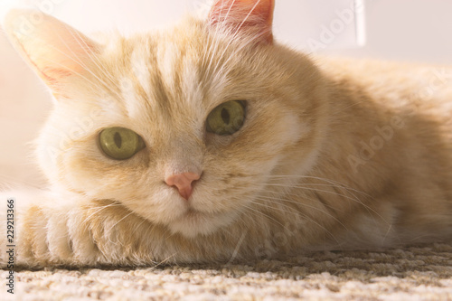 Beautiful cream cat lies on the floor, close-up