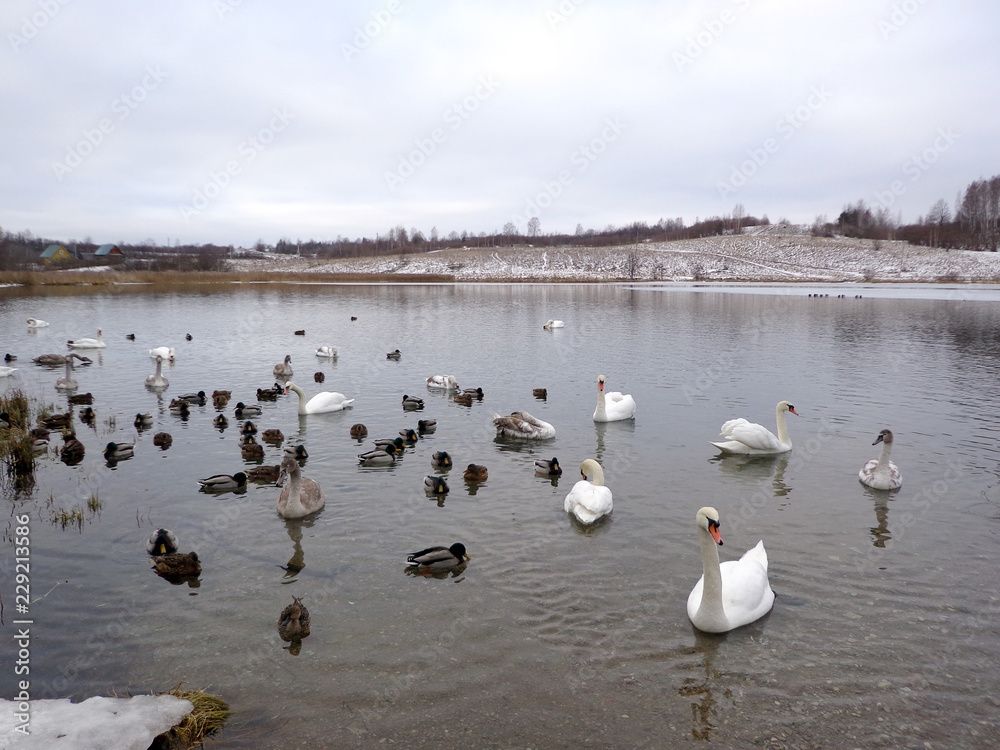 Fototapeta premium Swans and ducks in the winter lake