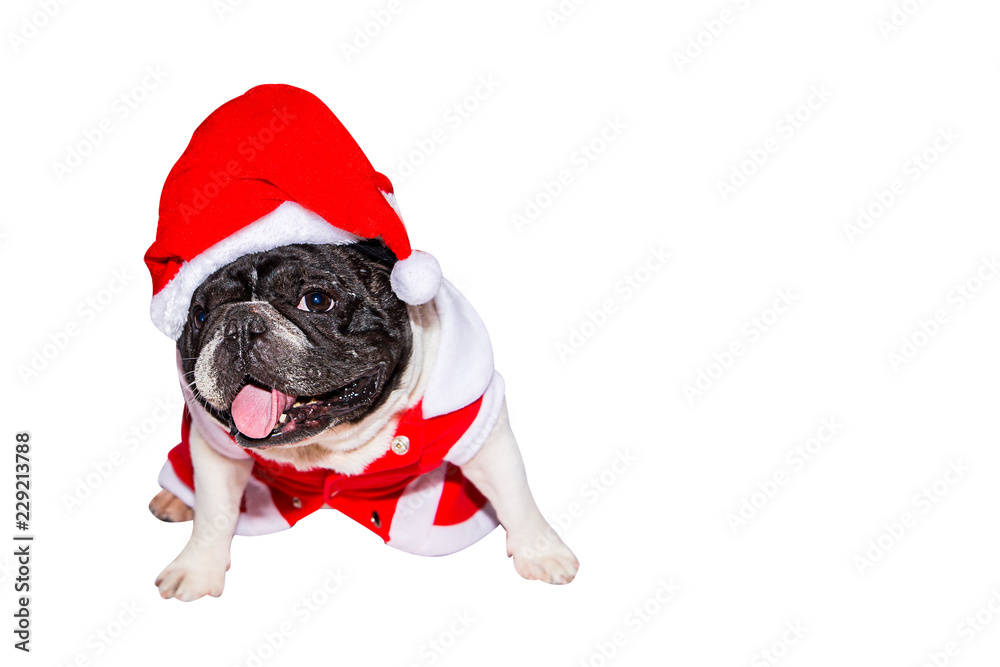 Portrait of a young French Bulldog in a Christmas costume isolated on white background