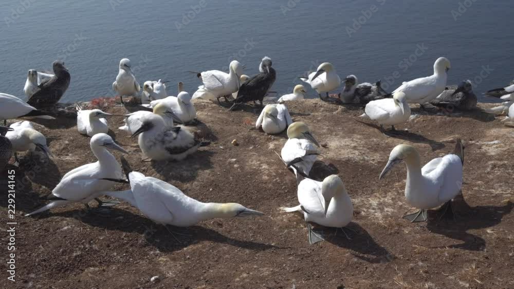Basstölpel auf der Insel Helgoland 005