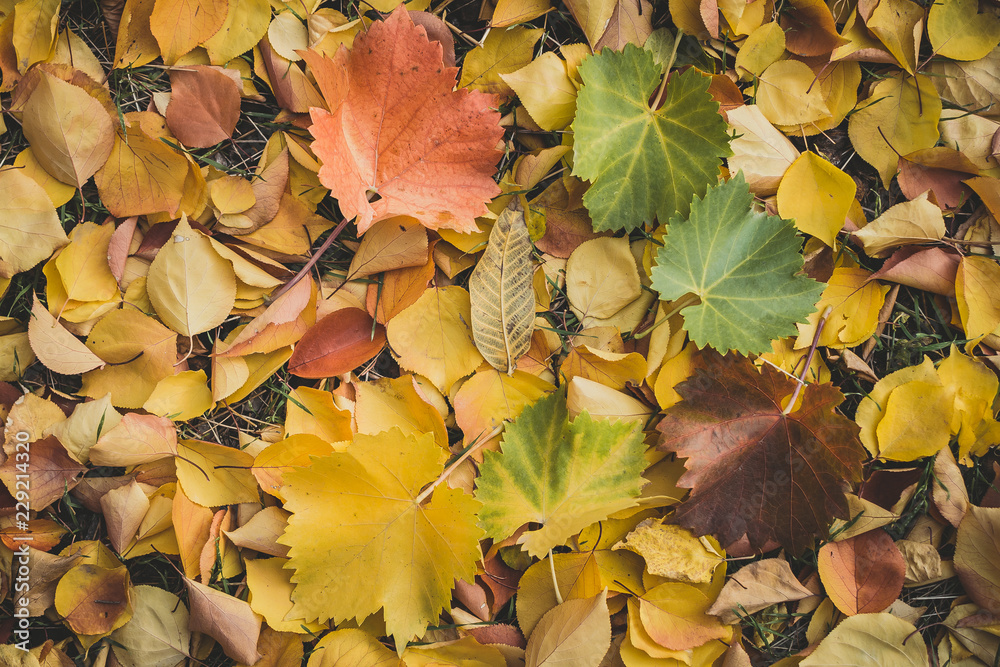 autumn leaves texture autumn leaves texture