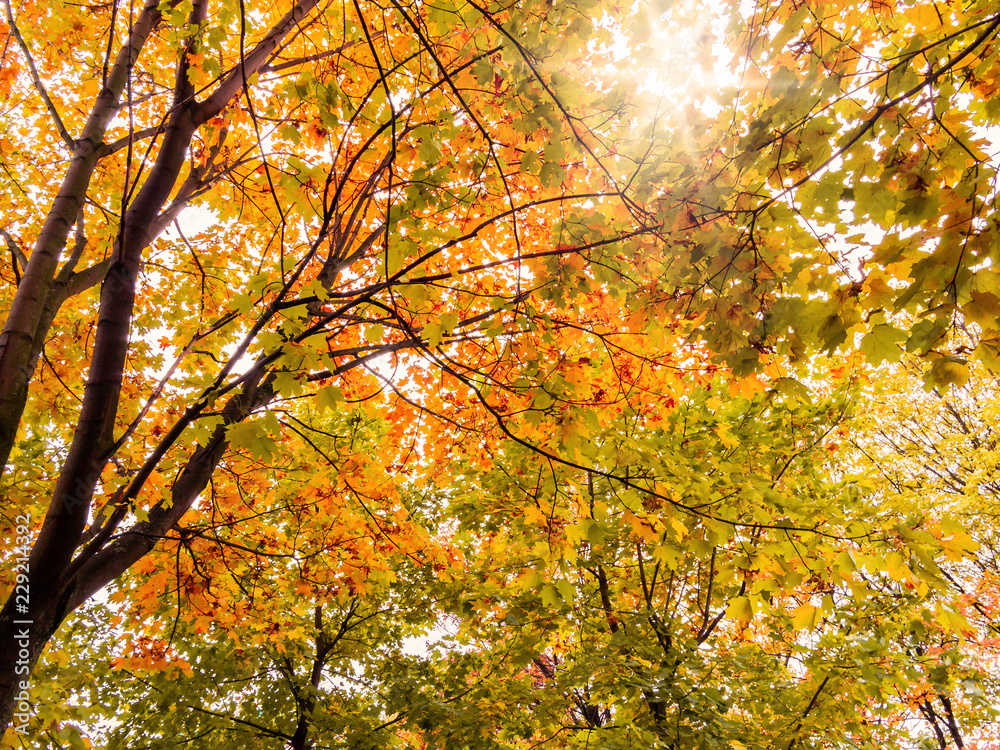 Beautiful autumn landscape. The sun shines through the leaves of yellow maple