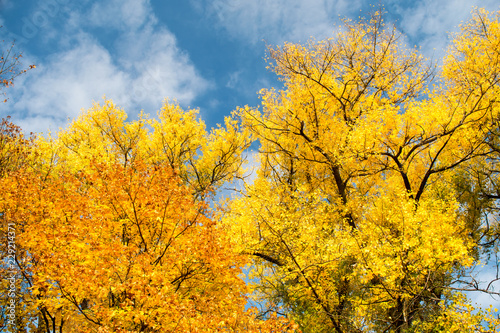 Fototapeta Naklejka Na Ścianę i Meble -   Beautiful autumn state of nature