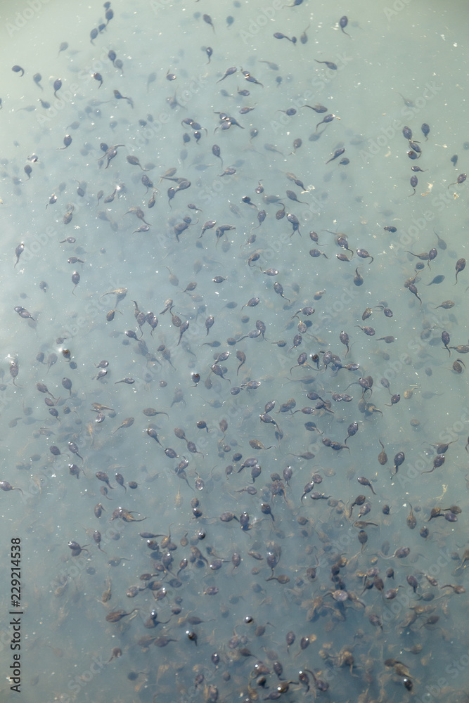 Tadpoles texture in water Tadpoles texture in water