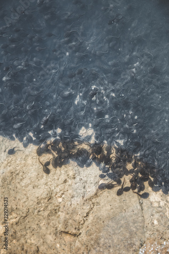 Bunch of tadpoles in water