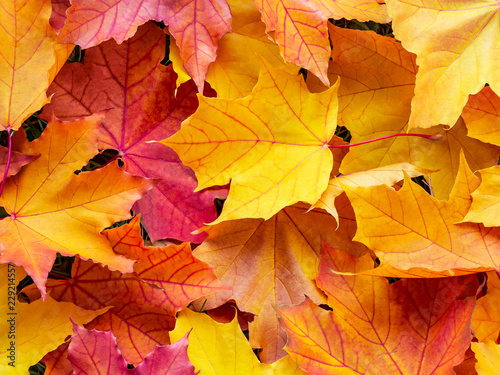 Colorful maple leaves, background, texture