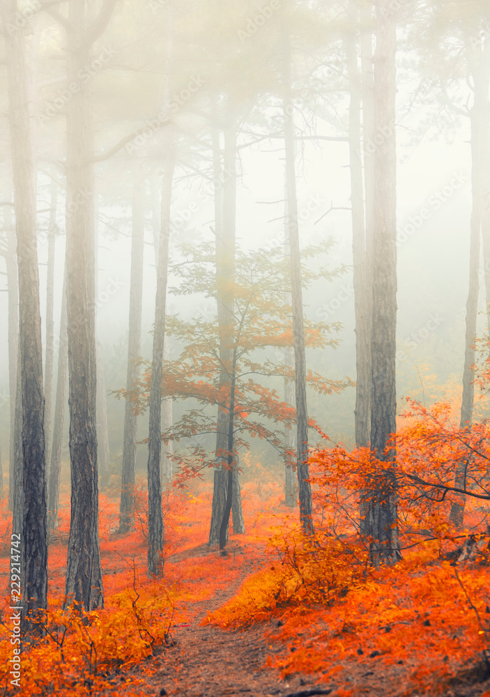 fairytale forest on misty morning 